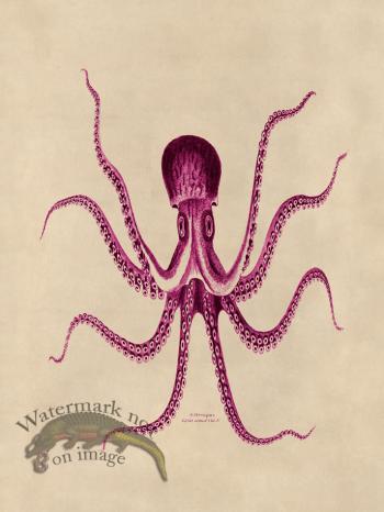 Octopus Pink 24